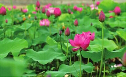 钢制中药柜令中星与永安医药公司合作共赢