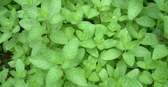 洛阳沐春医药再下中星钢制中药柜订单