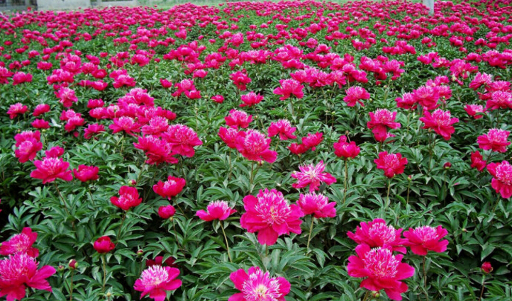 中星钢木垃圾桶进驻洛阳牡丹园