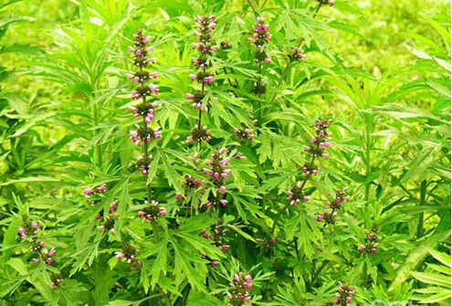 洛阳本草堂药业有限公司连续订购中星钢制中药柜